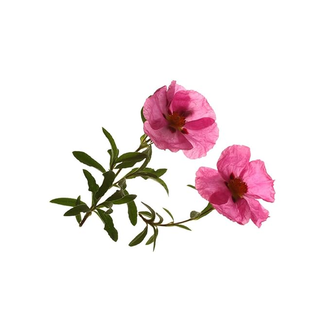 Biokoma Pure and Organic Cistus - Rock Rose (Cistus incanus) Dried Leaves Tea 40 Bags In Resealable Moisture Proof Pouch,USDA Certified Organic-Herbal Tea, No Additives,No Preservatives,No GMO, Kosher