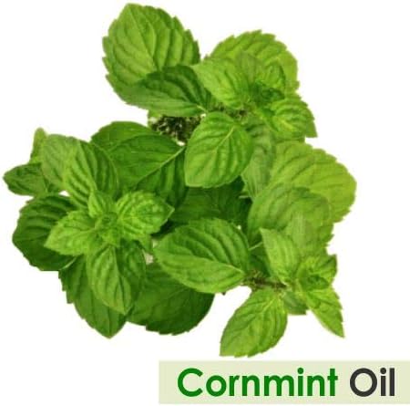 Cornmint Oil (Mentha arvensis) Natural Pure Undiluted Uncut Essential Oil 15ml (.50 fl oz)