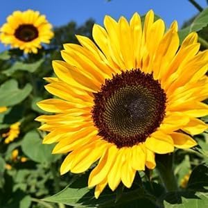 Organic Chickweed Medicinal Oil Raw, Infused, Pressed Herbal Oil Chickweed, Sunflower Seed Oil 1 fl.oz.