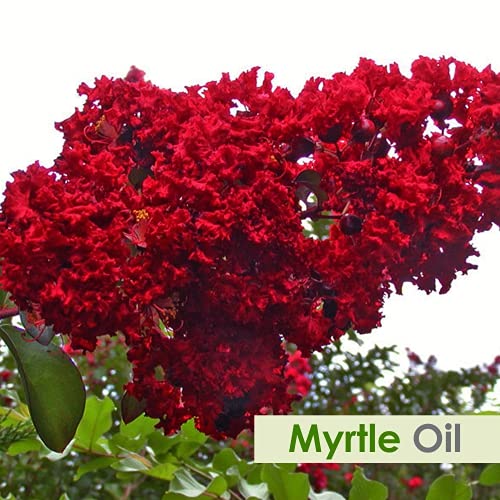 Salvia Bulk Myrtle (Myrtus communis) Oil - 250ml/8.45Fl Oz