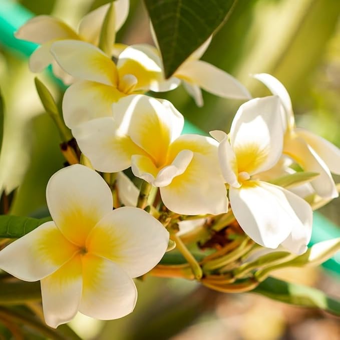 Deve Herbes Frangipani Essential Oil (Plumeria alba) with Glass Dropper Steam Distilled 5ml (0.16 oz)