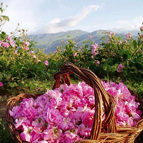 Bulgarian Rose Night Face Cream, Moisturizing and Rejuvenating Skin Care, Water Revitalizing Night Cream,Hydrating Rose Face Cream
