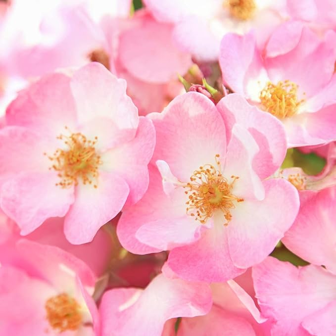 Weleda - Wild Rose Smooth Eye Cream | 10ml