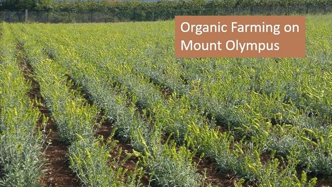 Sparta Natura Organic Greek Mountain Tea, Pyramid Tea Bags, Authentic, Quick and Easy