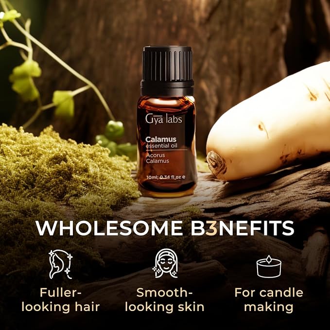 Gya Labs Calamus Essential Oil for Hair - 0.34 Fl Oz - 100% Pure Natural Calamus Oil for Diffuser, Skin, Aromatherapy, Candle Making & Massages - Earthy, Woody, Spicy Scent