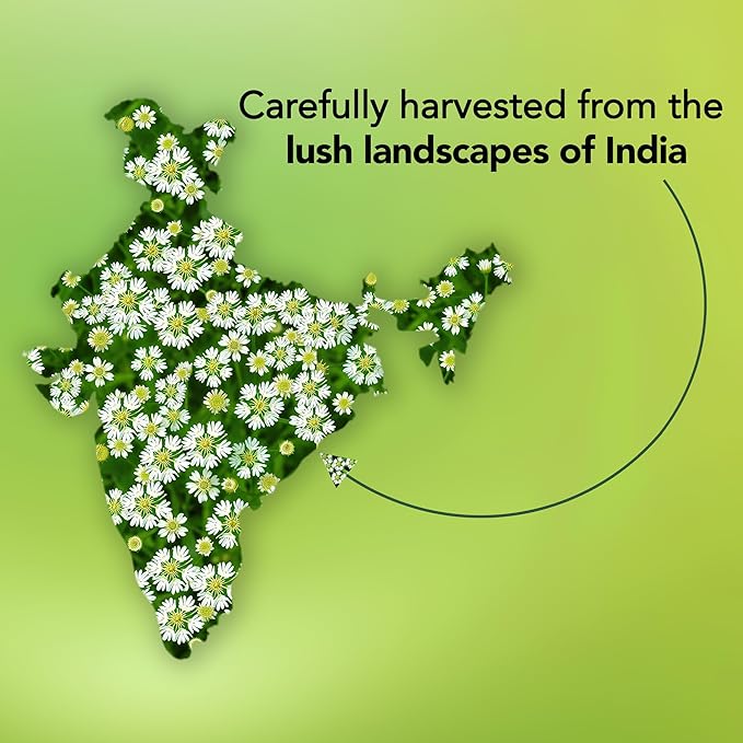 MAJESTIC PURE Angelica Root Essential Oil | 100% Pure and Natural Oil | Premium Grade Essential Oils for Hair Care, Home Diffusers, Skin, Aromatherapy, Massage and Humidifiers | 0.3 Fl Oz