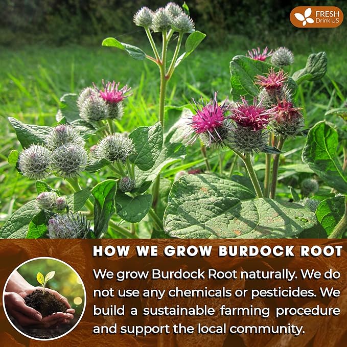 FreshDrinkUS, Premium 2oz Burdock Root Powder, 100% Natural & Pure from Burdock Root, Burdock Root Herbal Tea, No Additives, No Caffeine, Vegan