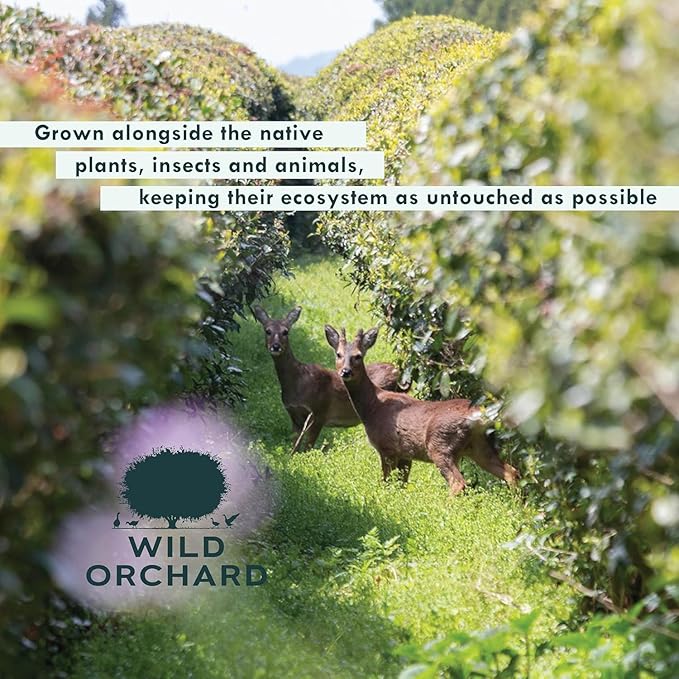 Wild Orchard Regenerative Organic Certified Flavored Green Tea - English Cottage (12 Tea Bags) - With Creamy Herbs - Regeneratively Cultivated on Jeju Island in South Korea