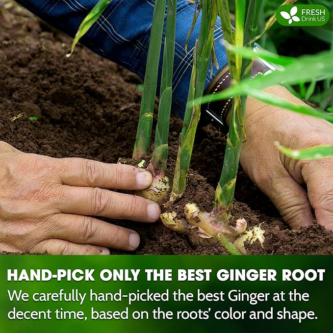 FRESHDRINKUS Premium 120 Ginger Tea Bags, 100% Natural & Pure from Ginger Roots, Ginger Tea, Ginger Herbal Tea. Ginger Tea. No Sugar, No Caffeine, No Gluten, Vegan.