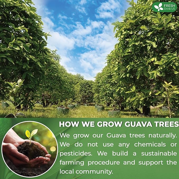 FreshDrinkUS, Premium 35 Guava Leaf Tea Bags, 100% Natural & Pure from Guava Leaves. Loose Leaf Guava Herbal Tea. Guava Leaf Tea. No Sugar, No Caffeine, No Gluten, Vegan.