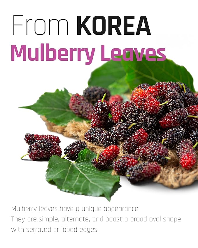 Ssanggye Wild Mulberry Leaves Tea 1.0g X 40 Tea Bags, Premium Korean Herbal Tea Hot Cold Herb Savory 4 Seasons Made in Korea