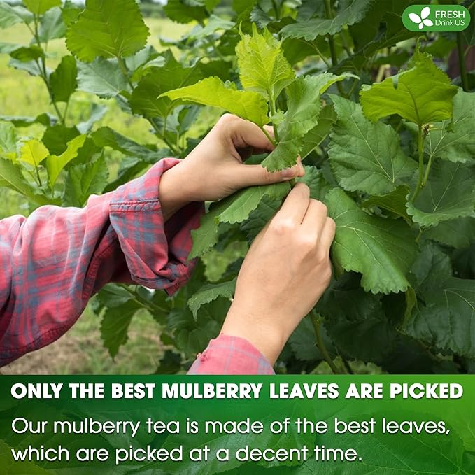 FreshDrinkUS, Premium 120 Mulberry Leaf Tea Bags, 100% Natural & Pure from Mulberry Leaves. Loose Leaf Mulberry Herbal Tea. Made with Natural Material Tea Bags. No Sugar, No Caffeine, No Gluten, Vegan.