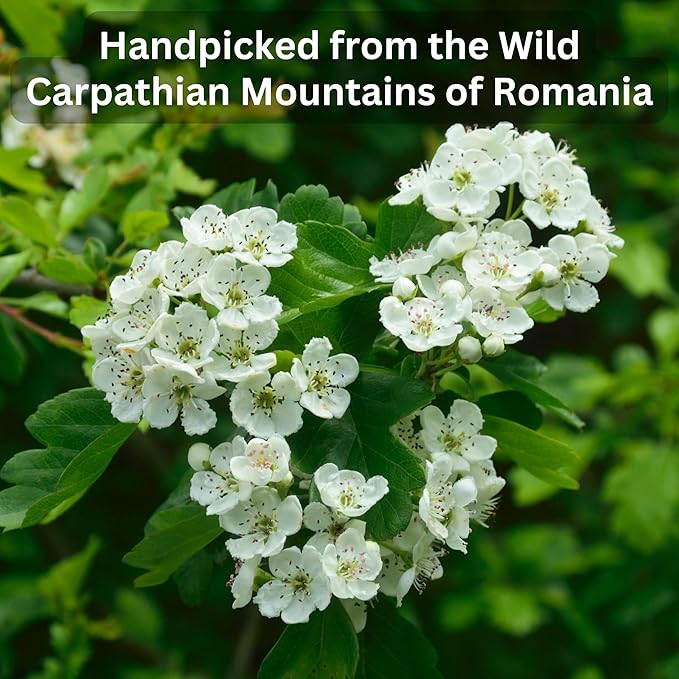 Organic Wild Hawthorn Leaf and Flower Herbal Tea - Caffeine Free - Pharmacopoeia Potency - 75 Plant Based Tea Bags