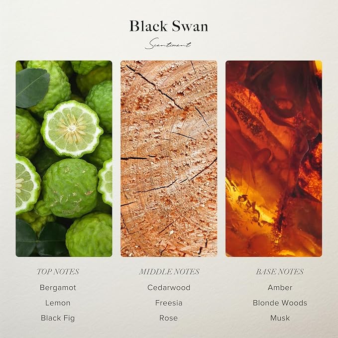 Black Swan Hotel Diffuser Oil | Aromatherapy Home Fragrance | Luxurious Scent with Notes of Blonde Woods, Rose, Black Fig (20 mL)