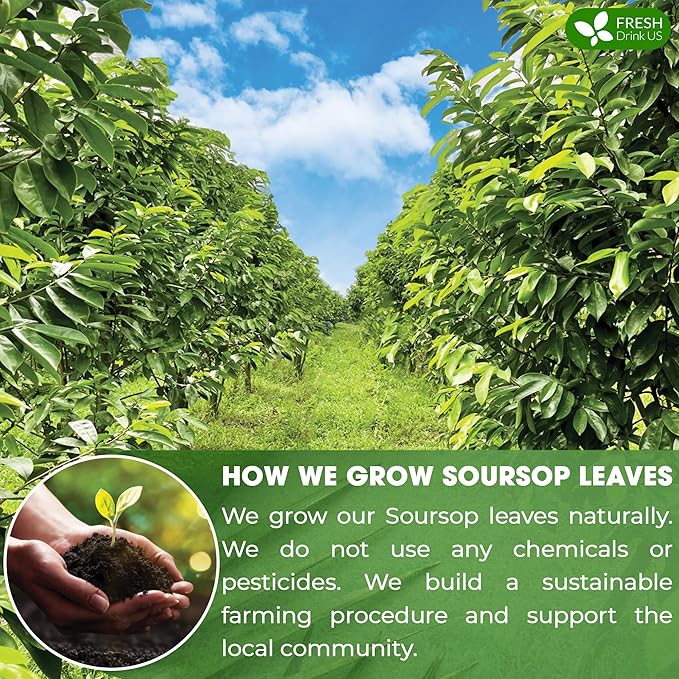 FreshDrinkUS, 55+ Premium Soursop Graviola Dried Leaves, 55-60 Natural Whole Leaves, Wildcrafted, Graviola, Hoja Guanabana, Soursop Loose Leaf Herbal Tea, No Gluten, Vegan