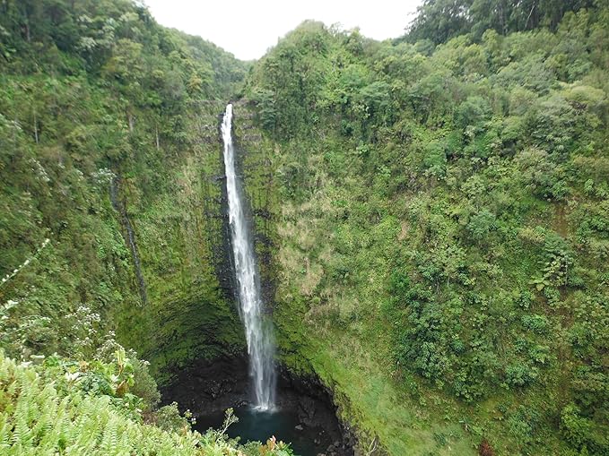 Kukui and Marula Lotion (Unscented) Unique blend of Kukui, Marula and Shea Butter creates a powerful, non-greasy, long lasting skin moisturizer. Paraben Free, Sulfate Free, Cruelty Free