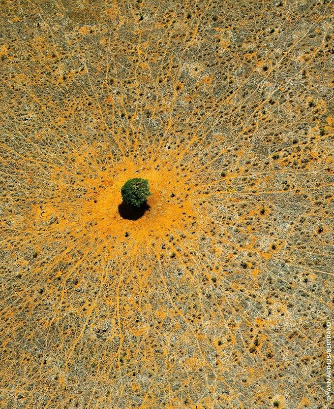 Guerlain Aqua Allegoria Mandarin Basilic Eau De Toilette Spray for Unisex, 2.5 Ounce